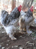 Ovos galados de Brahma Splash